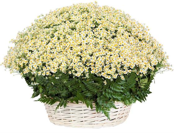 Цветочная композиция из Ромашки в корзине в Жигалово